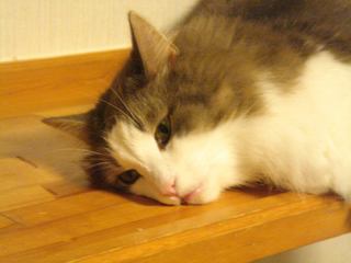 DSC04445.jpg