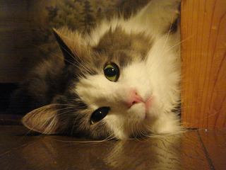 DSC04445.jpg
